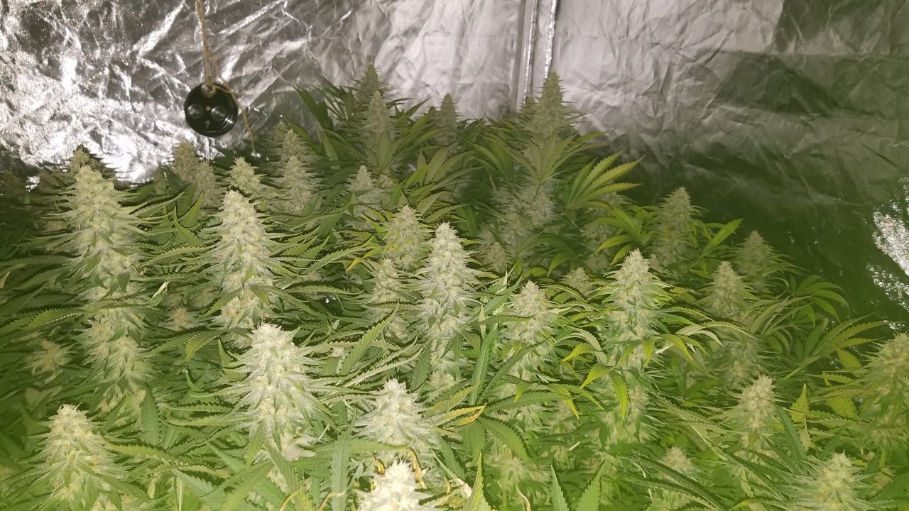 Northern Lights Week 7 Flower