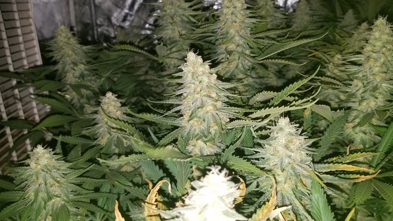 Northern Lights Week 7 Flower