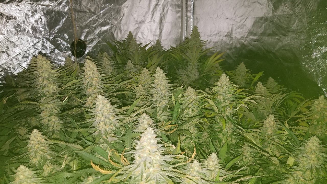 Northern Lights Week 7 Flower