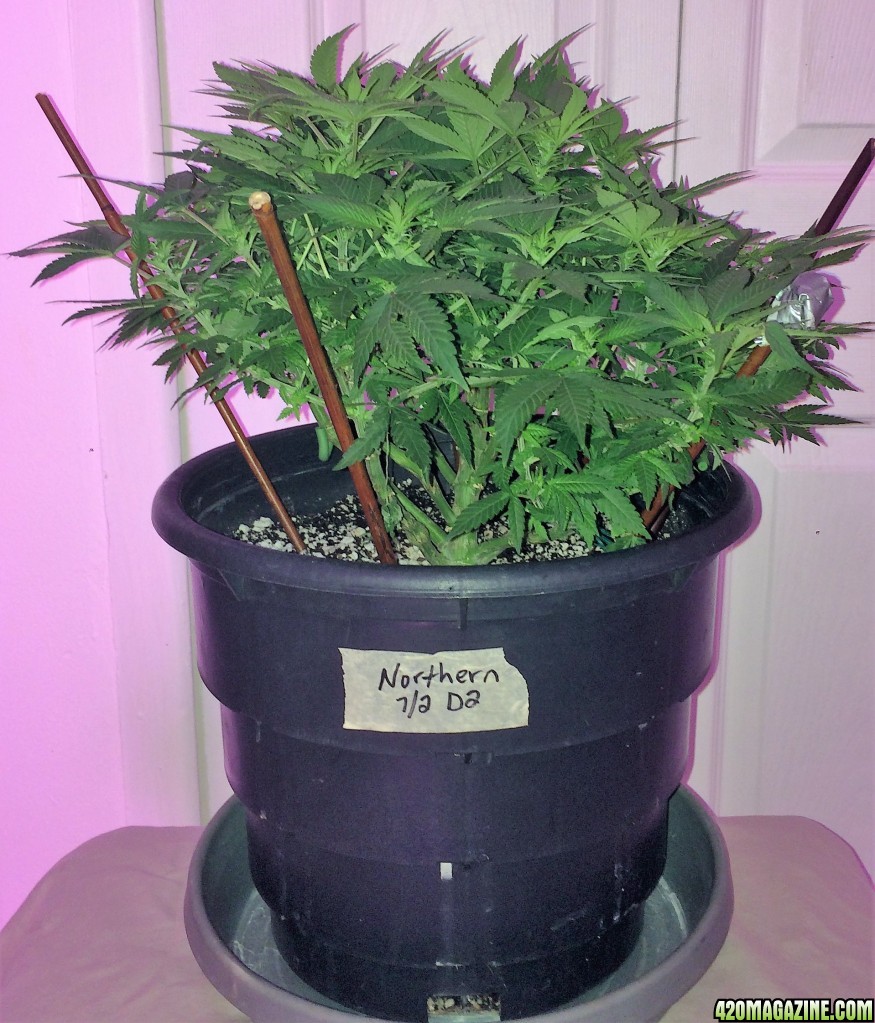 Northern Lights Week 9 Flowering Day 16