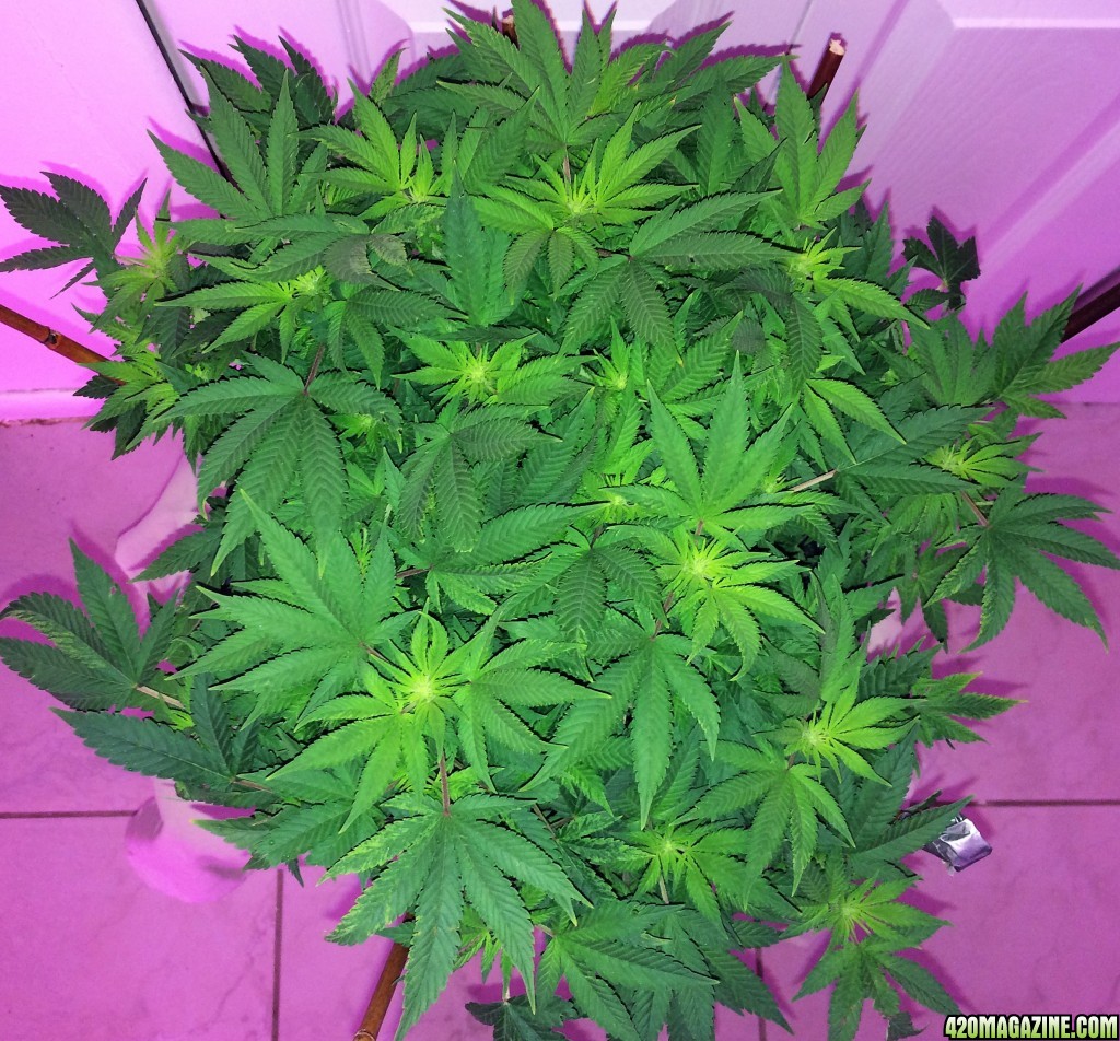 Northern Lights Week 9 Flowering Day 16