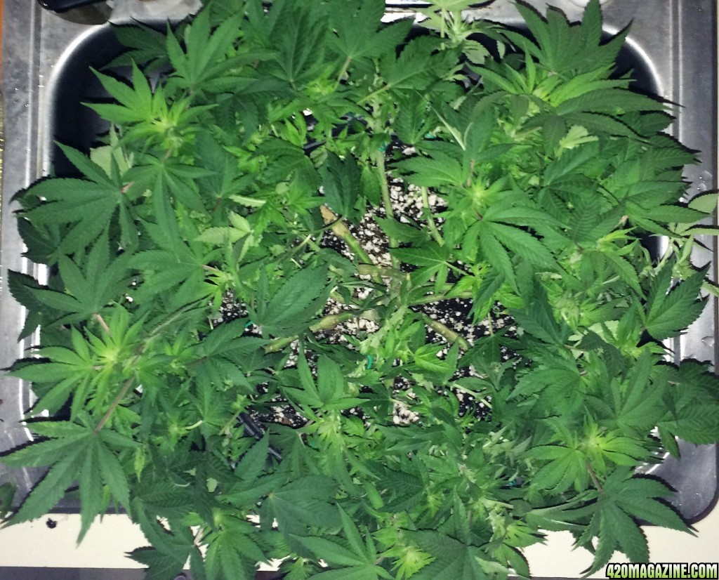 Northern Lights Week 9 Flowering Day 17