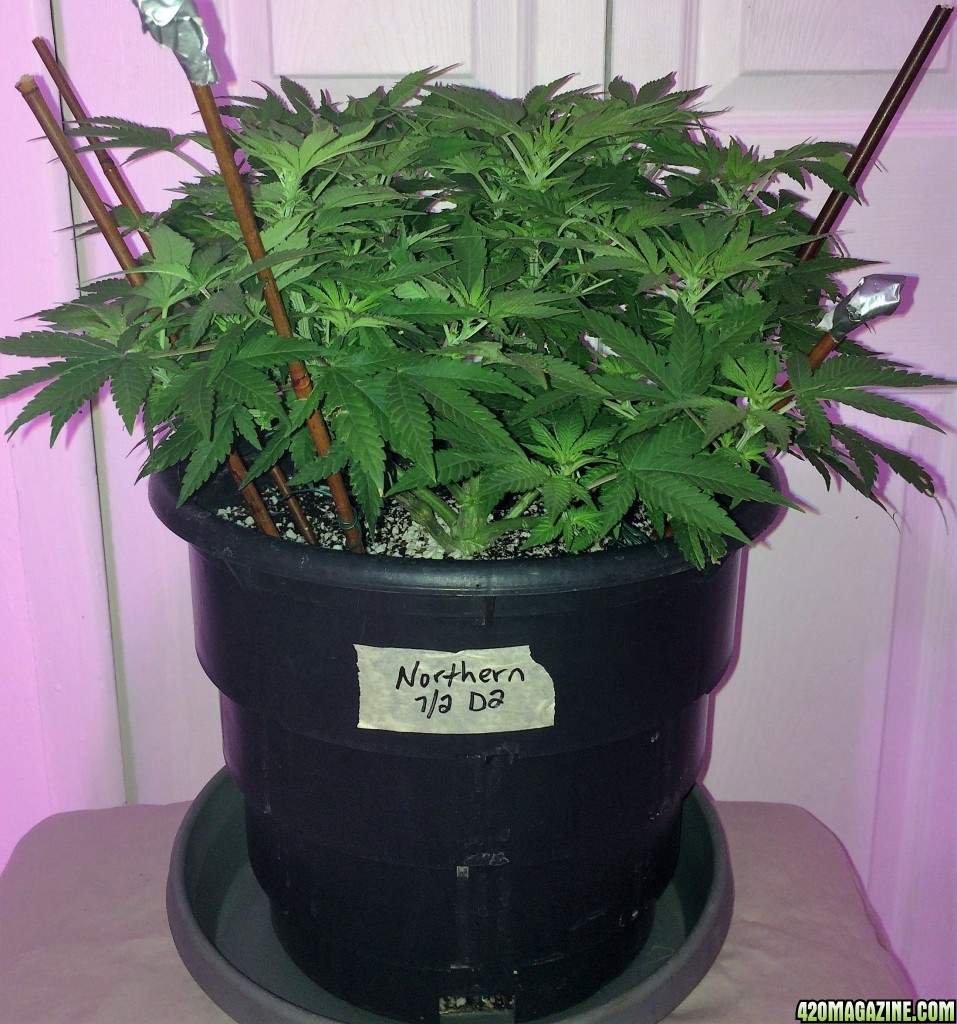 Northern Lights Wk8 Flwr9