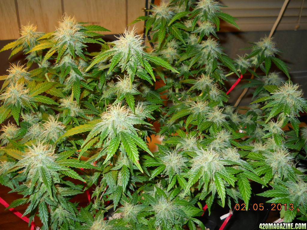 Northern Lights x Big Bud 40 days of 12/12