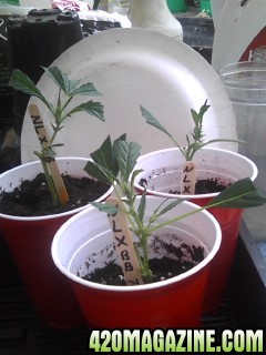 Northern Lights x Big Bud Clones and Seedlings