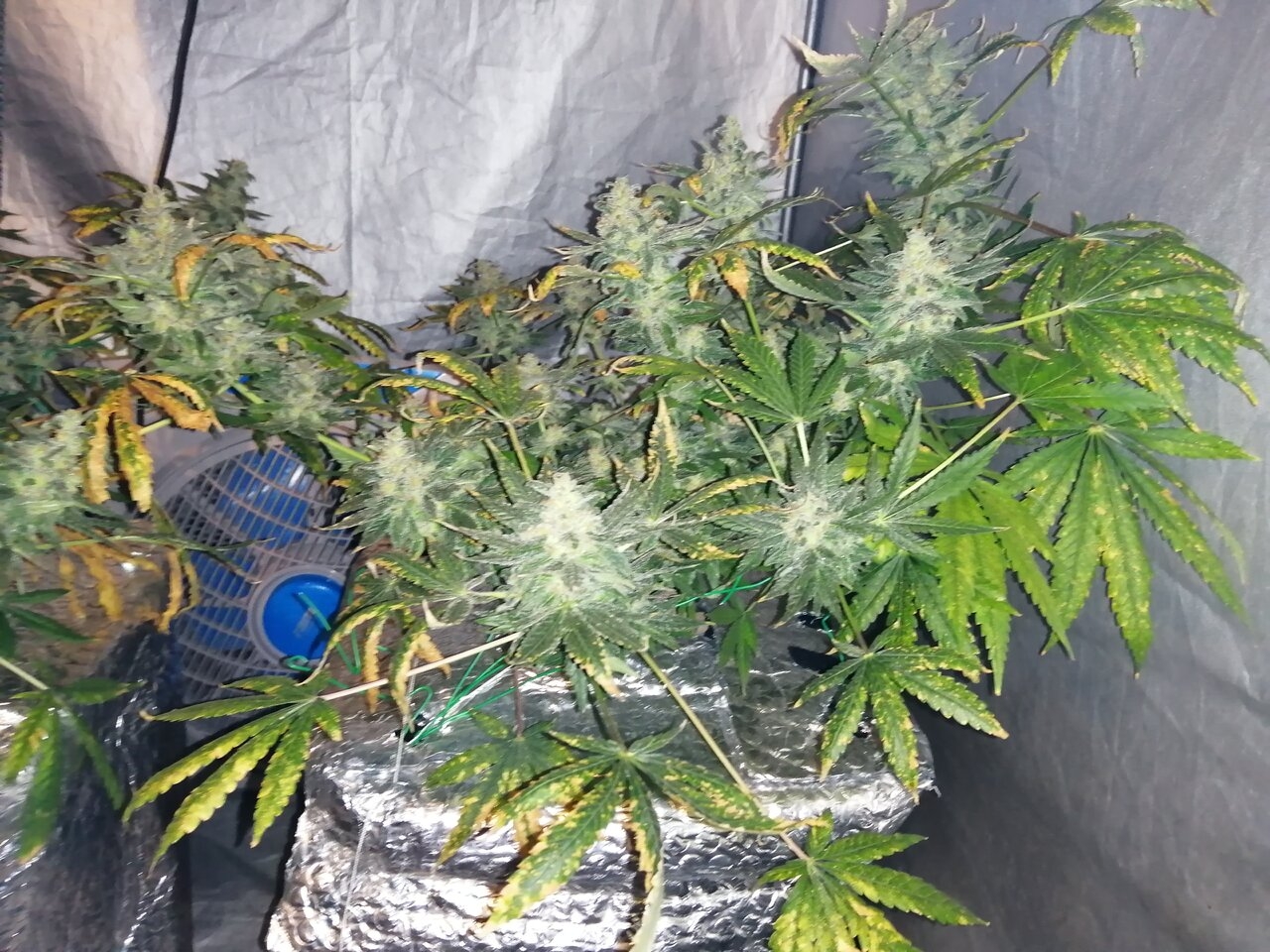 Northern Lights x Big Bud - Day 65 Harvest Day