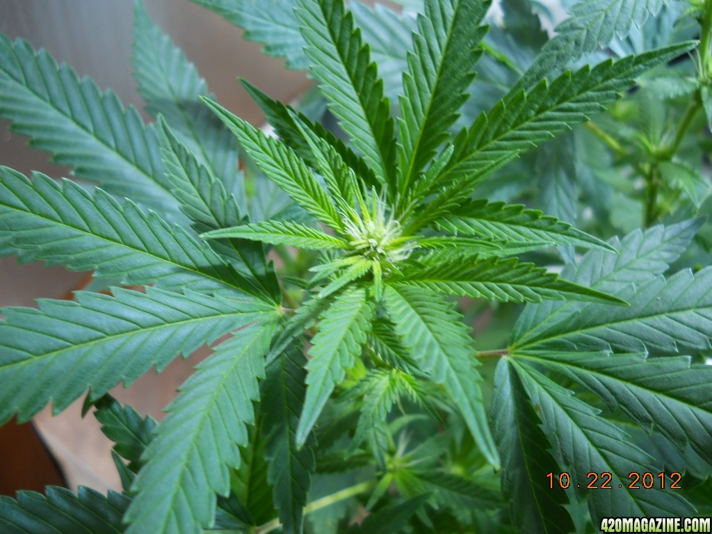 Northern Lights x Big Bud - flowering day 9