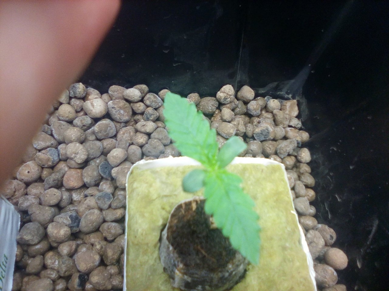 Northern Lights x Big Bud Seedlings