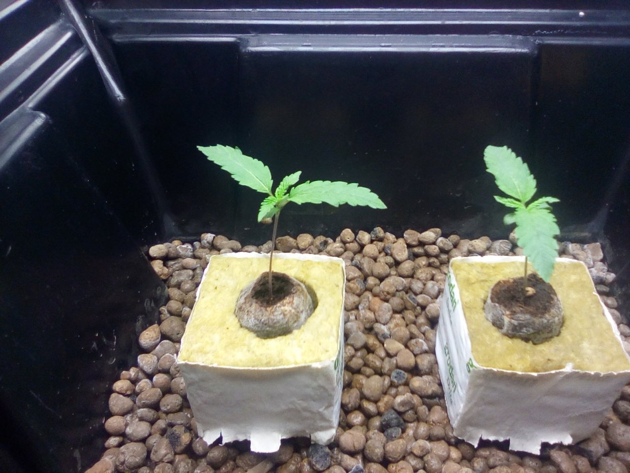 Northern Lights x Big Bud Seedlings