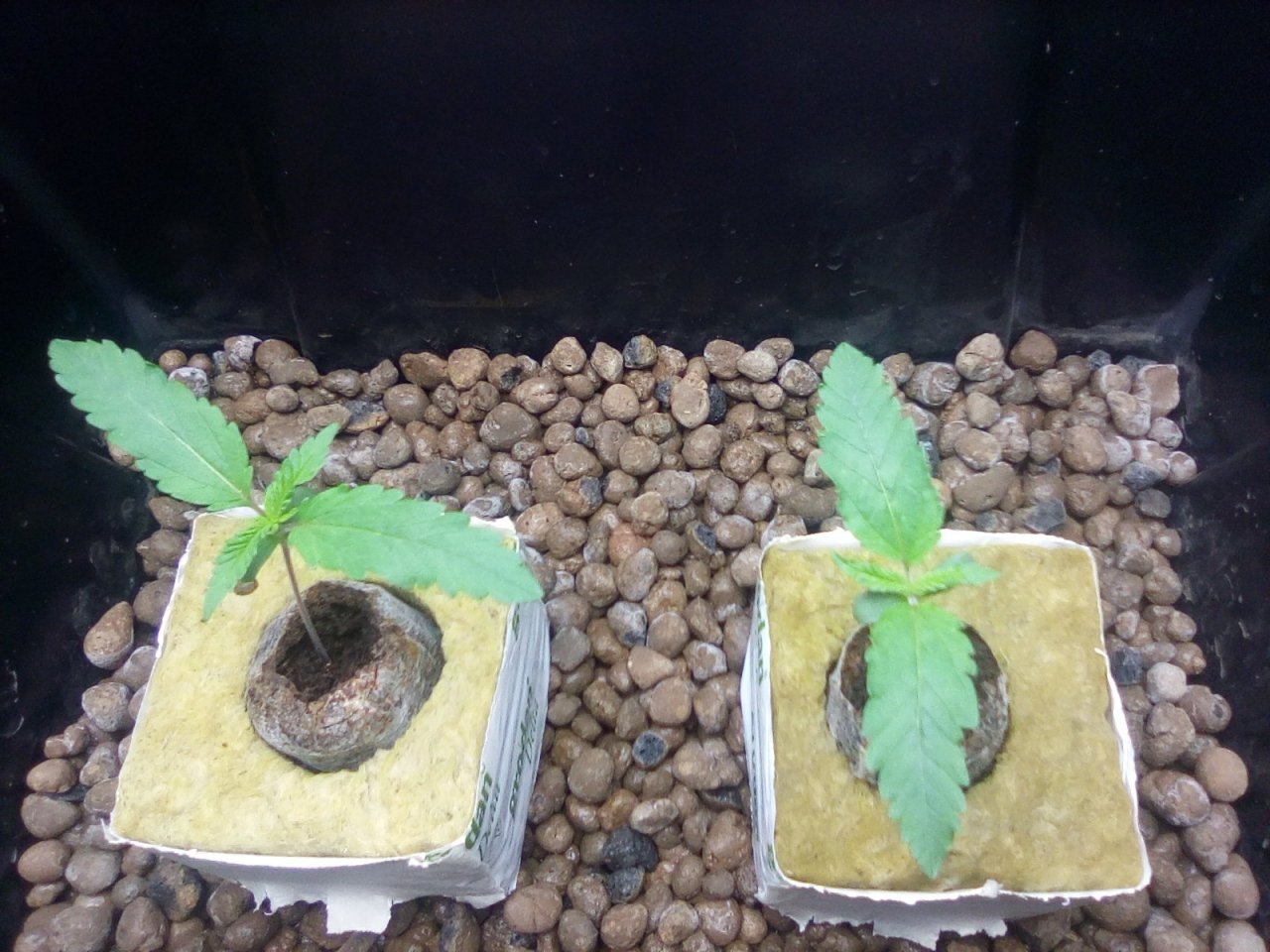 Northern Lights x Big Bud Seedlings