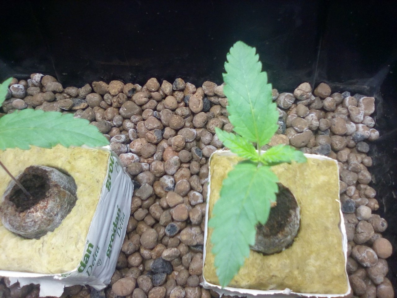 Northern Lights x Big Bud Seedlings