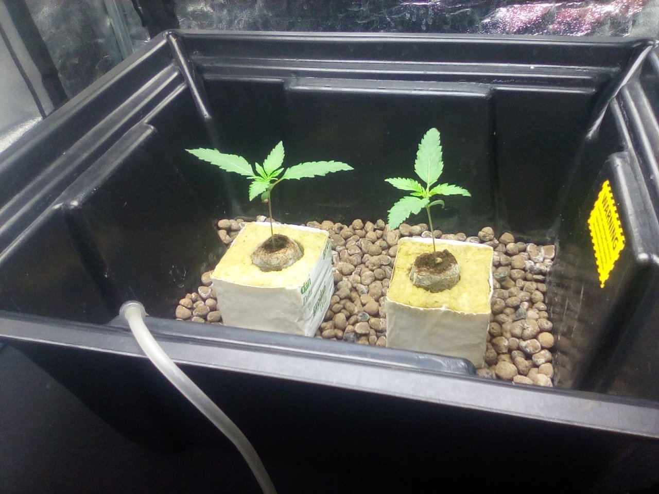 Northern Lights x Big Bud Seedlings