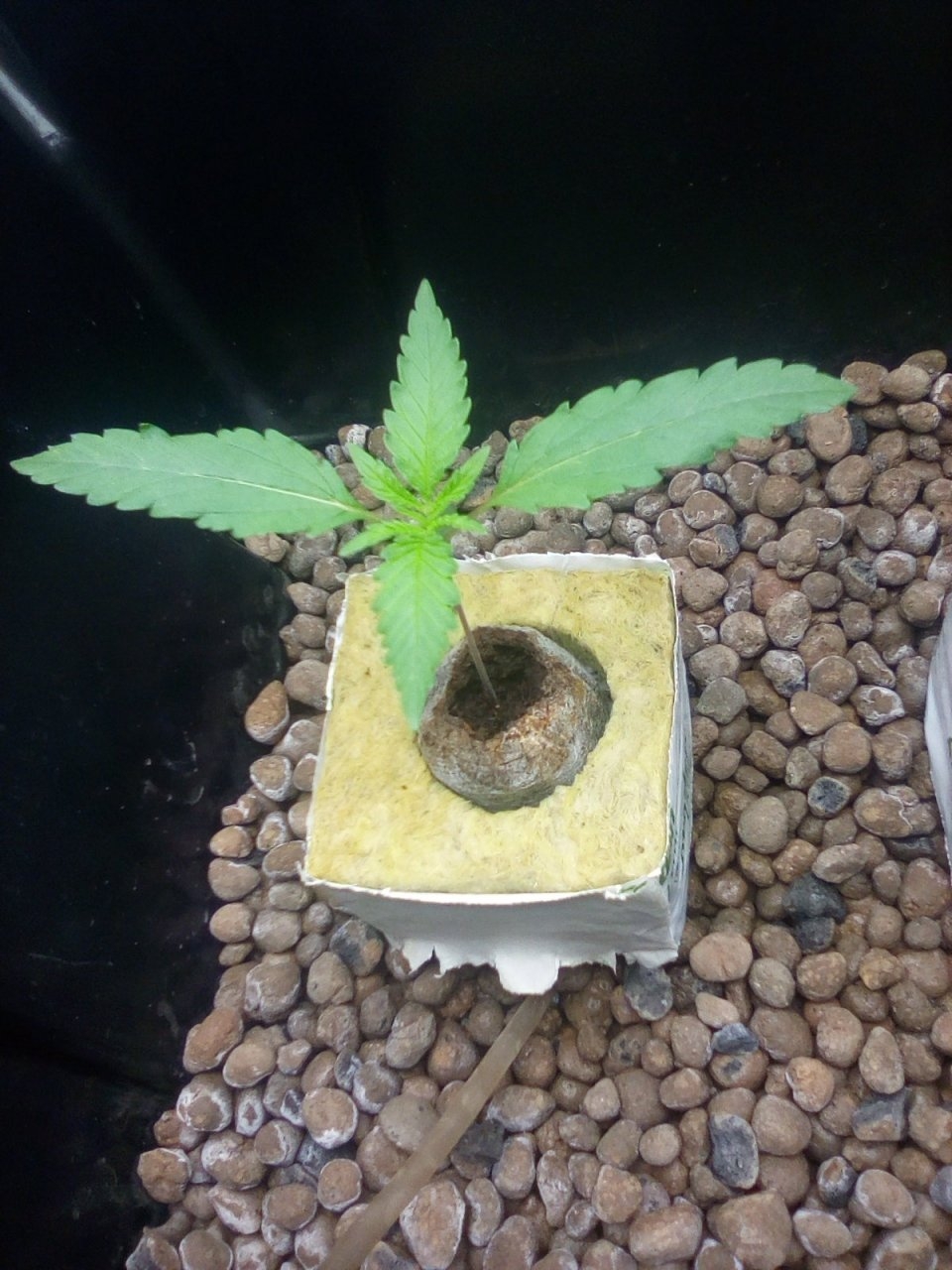 Northern Lights x Big Bud Seedlings