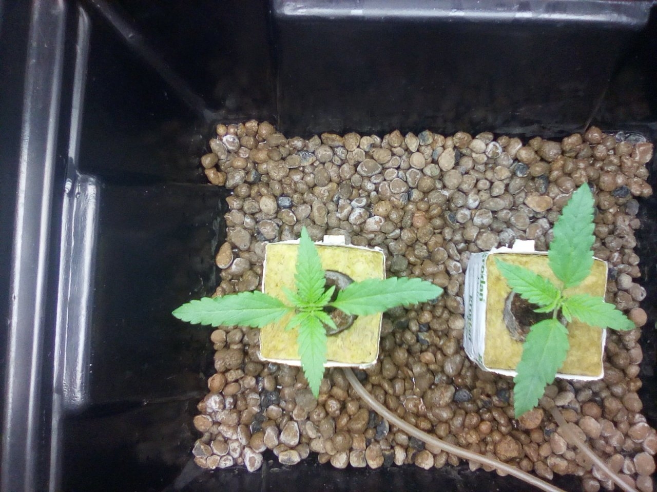 Northern Lights x Big Bud Seedlings