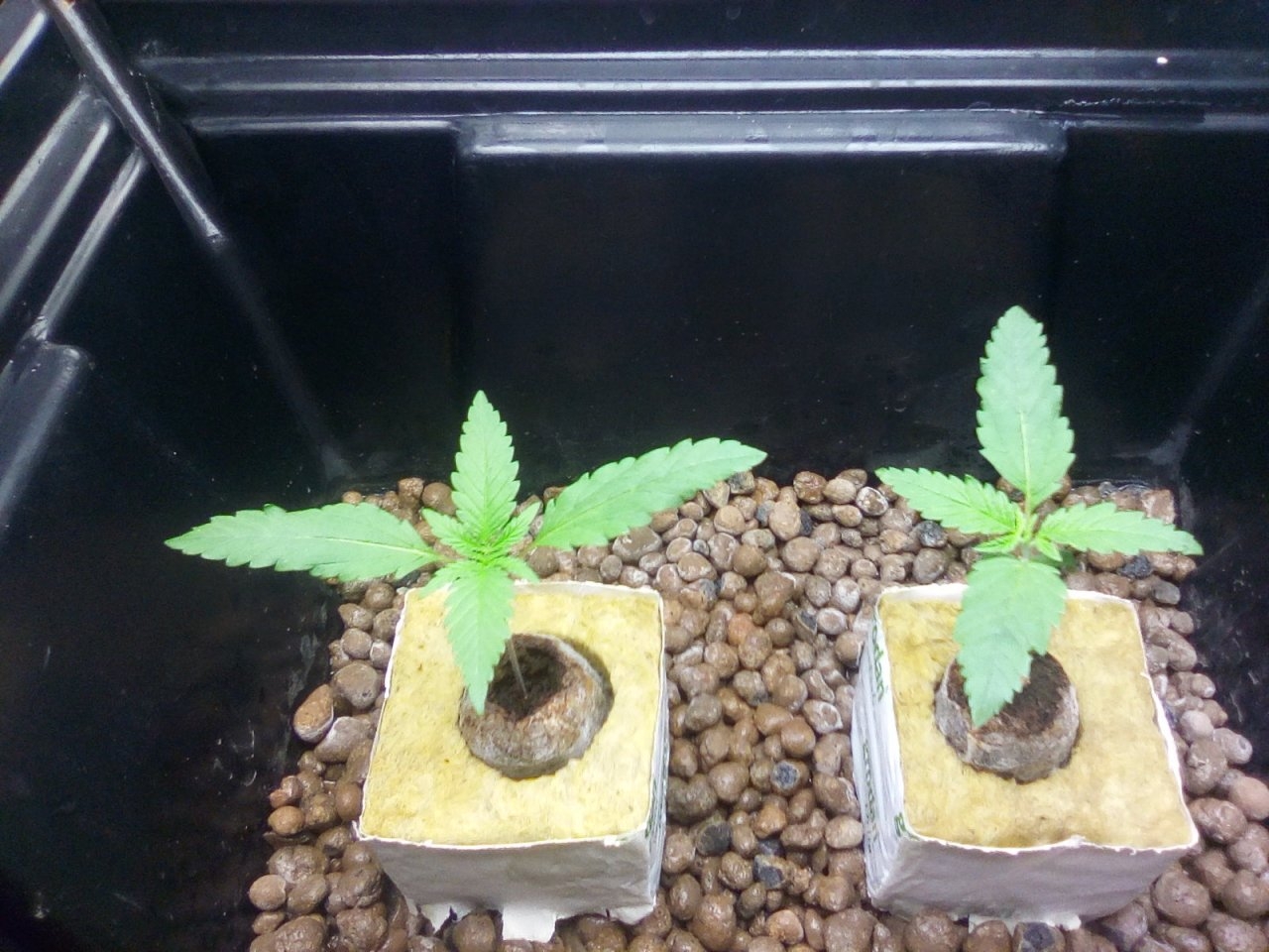 Northern Lights x Big Bud Seedlings