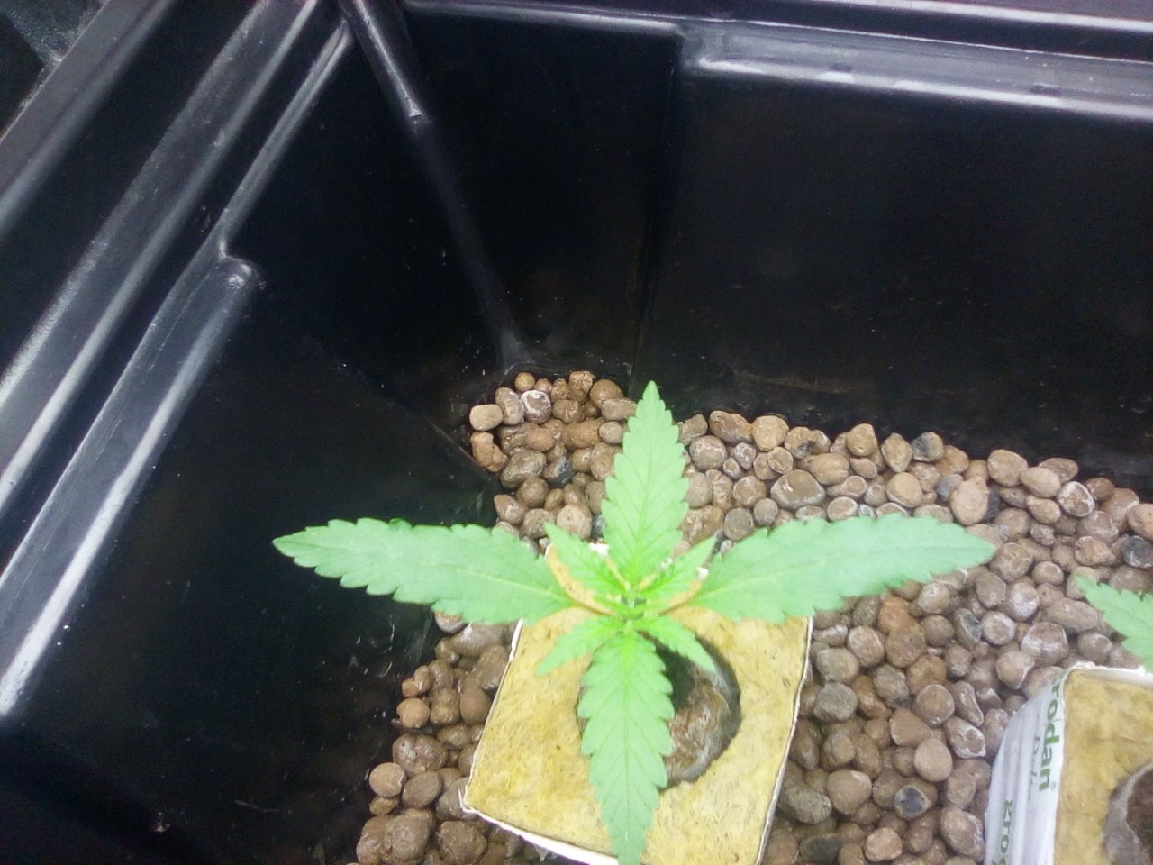 Northern Lights x Big Bud Seedlings