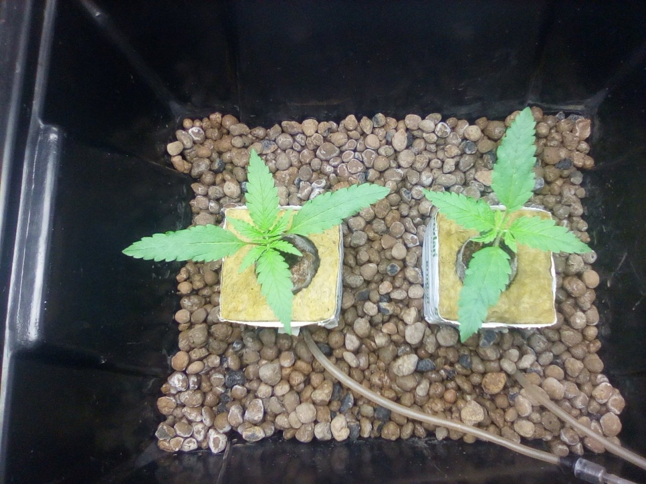 Northern Lights x Big Bud Seedlings