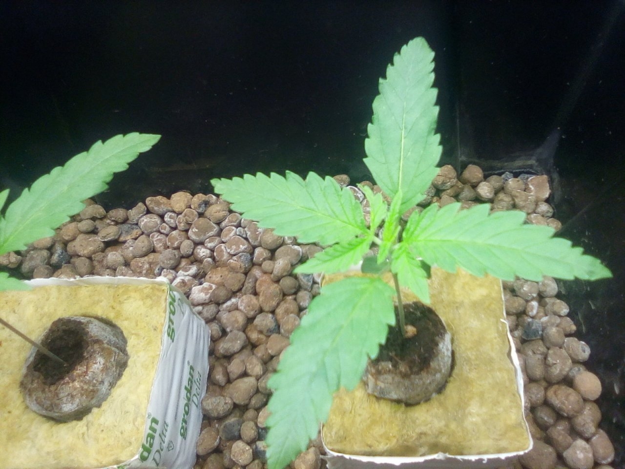 Northern Lights x Big Bud Seedlings