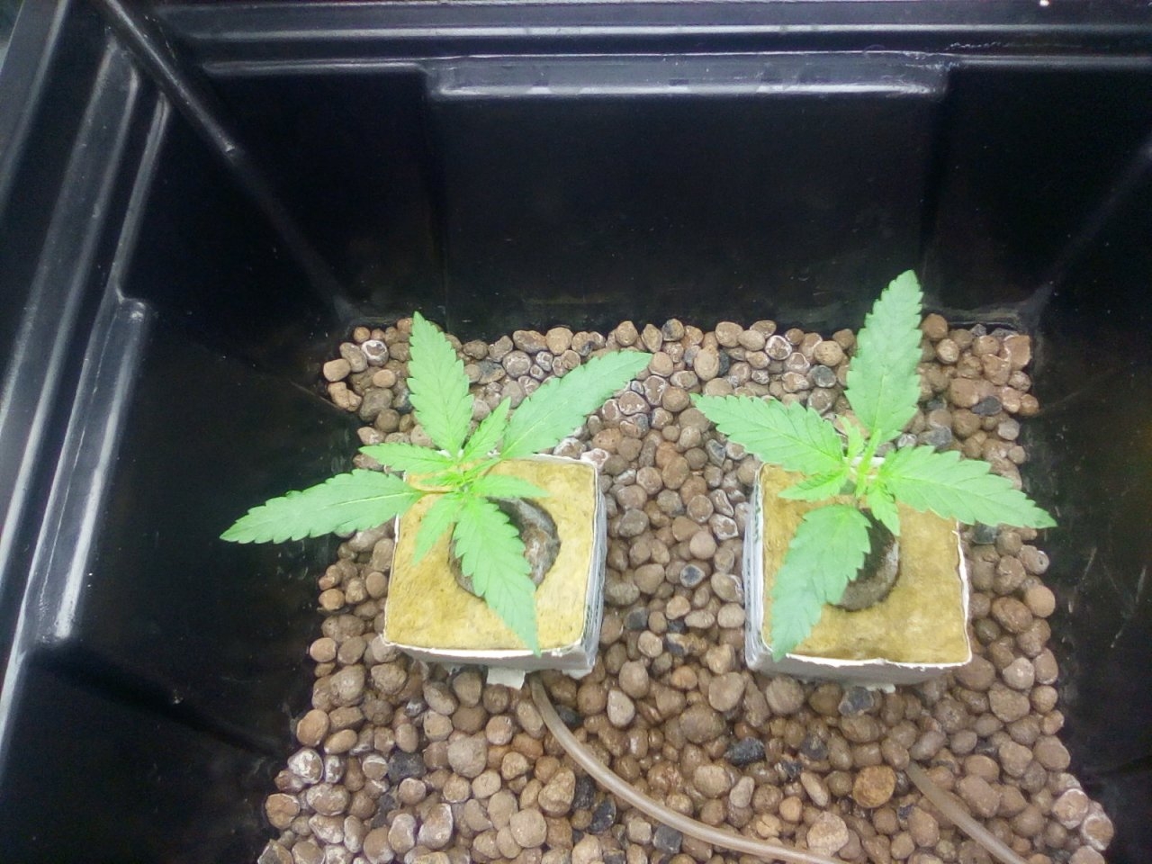 Northern Lights x Big Bud Seedlings