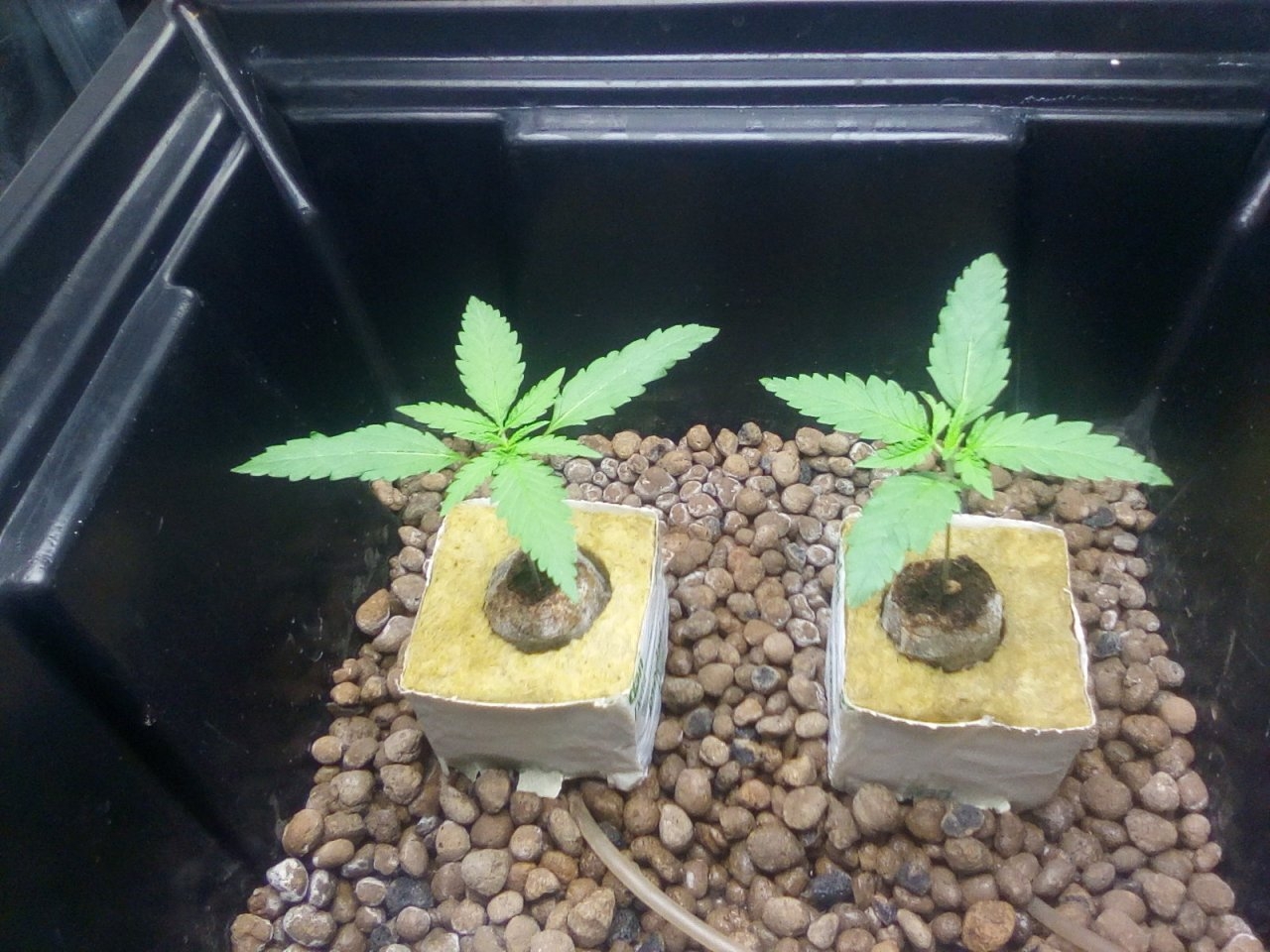 Northern Lights x Big Bud Seedlings