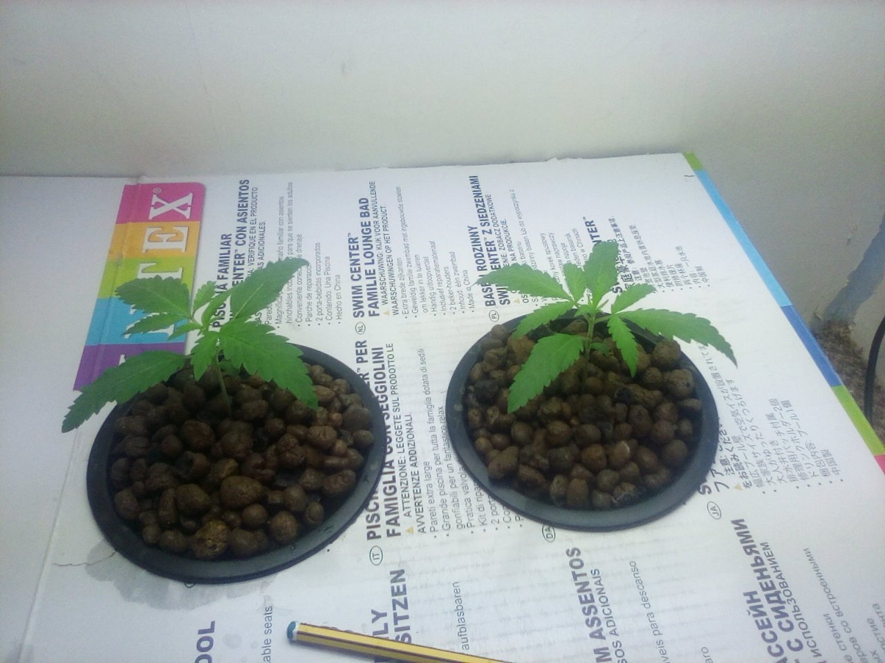 Northern Lights x Big Bud Seedlings