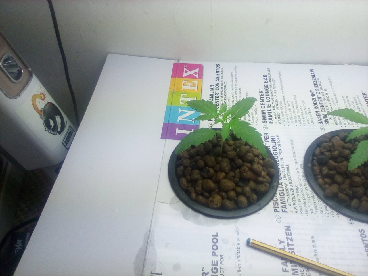 Northern Lights x Big Bud Seedlings