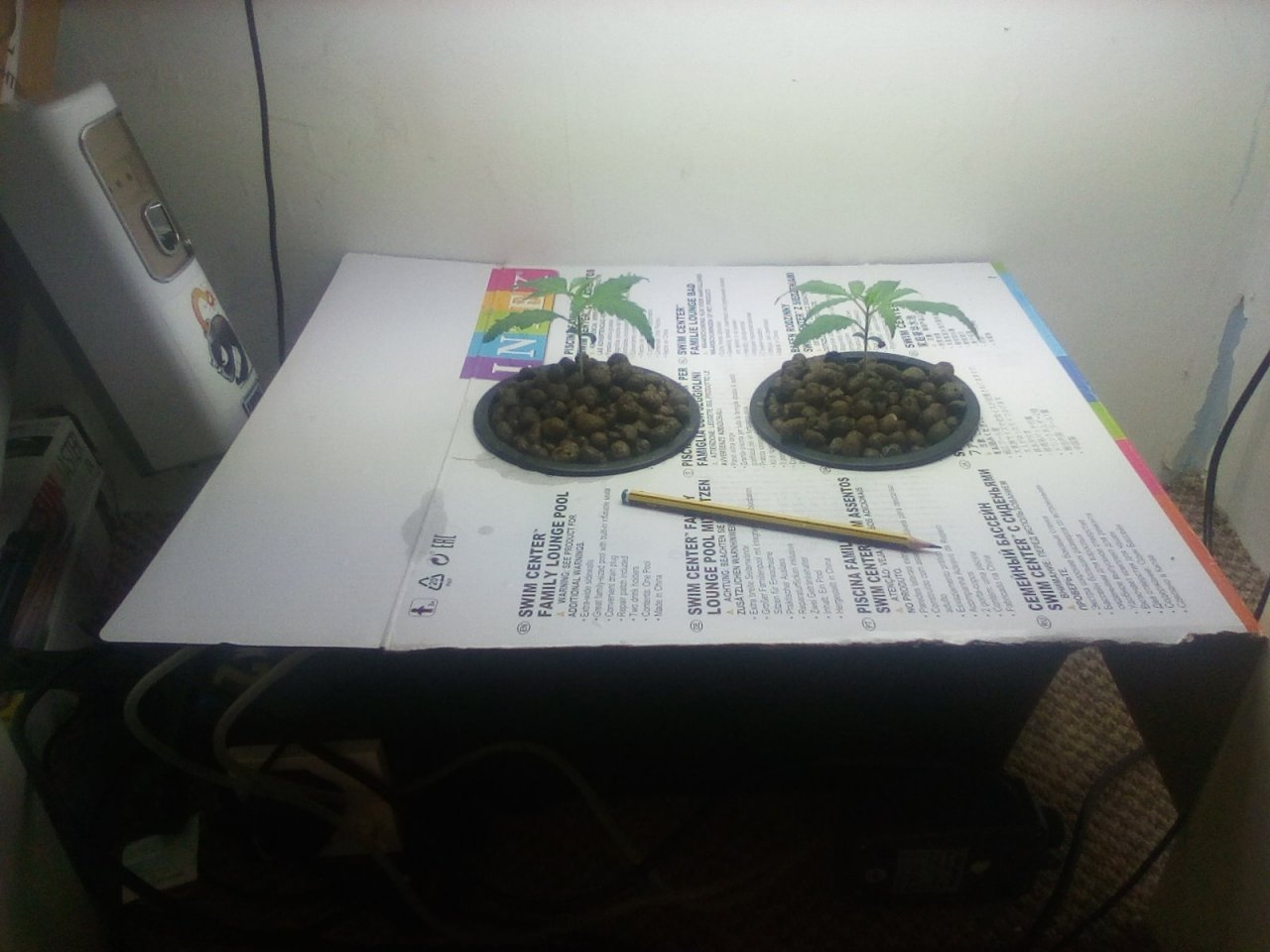 Northern Lights x Big Bud Seedlings