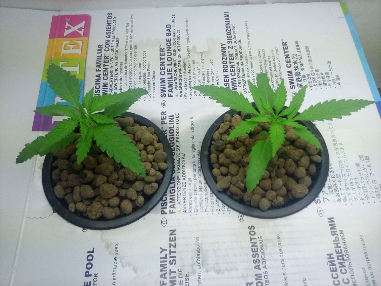 Northern Lights x Big Bud Seedlings