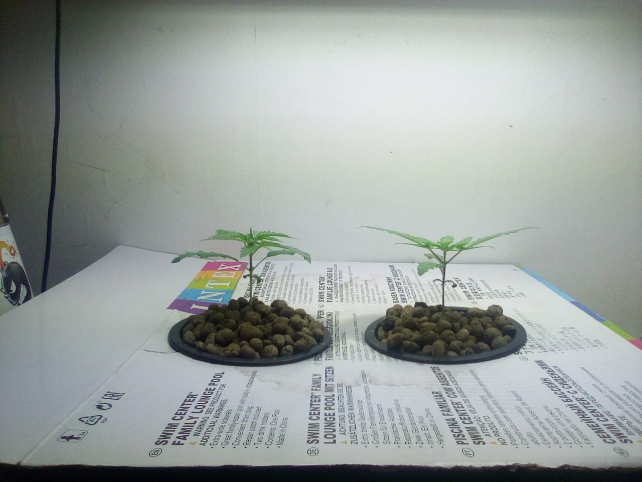 Northern Lights x Big Bud Seedlings