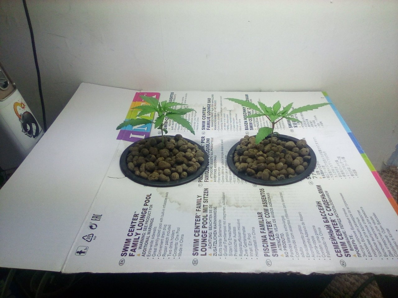 Northern Lights x Big Bud Seedlings