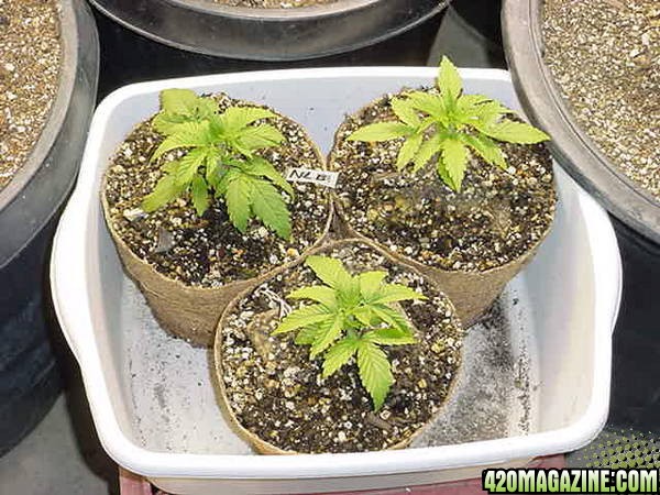 Northern_light_big_bud_seeds