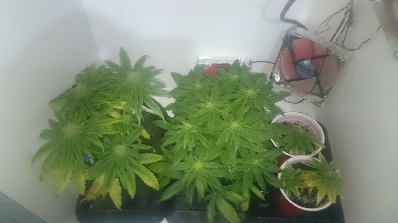 Northernlights left Fresh Candy and cuttings right