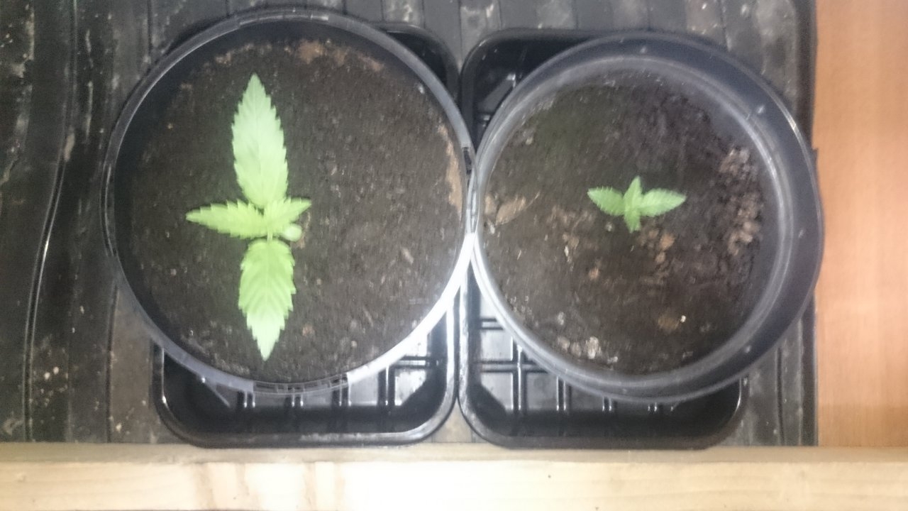 Northernlights left Fresh Candy right