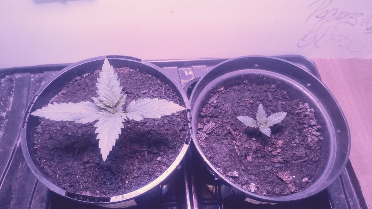 Northernlights left Fresh Candy right