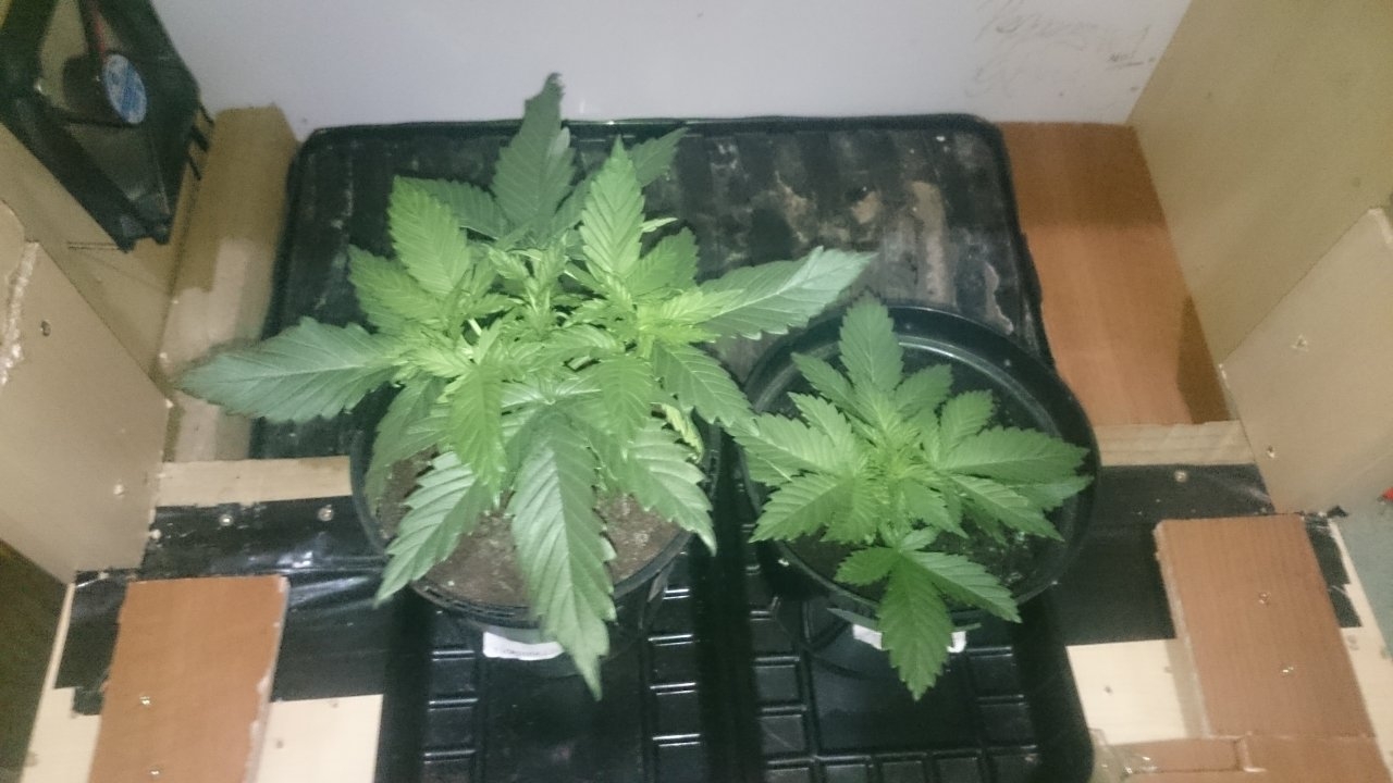 Northernlights left Fresh Candy right