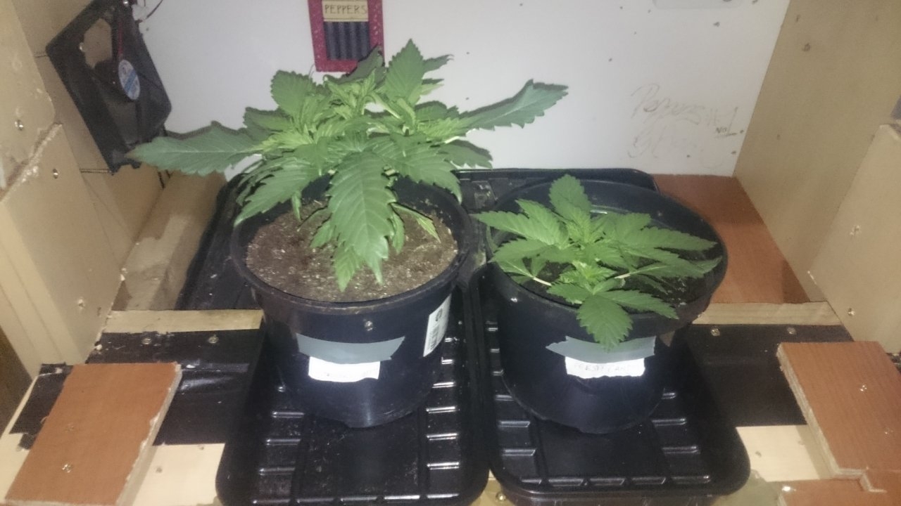 Northernlights left Fresh Candy right