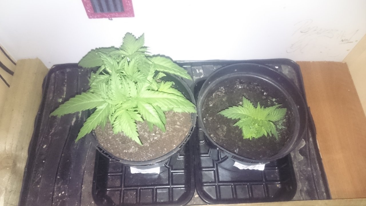 Northernlights left Fresh Candy right