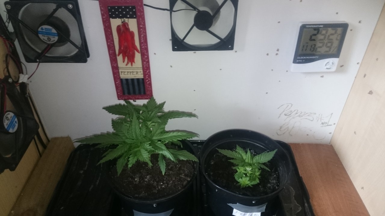 Northernlights left Fresh Candy right