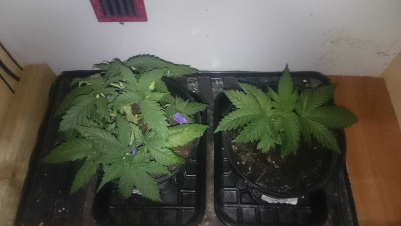 Northernlights left Fresh Candy right