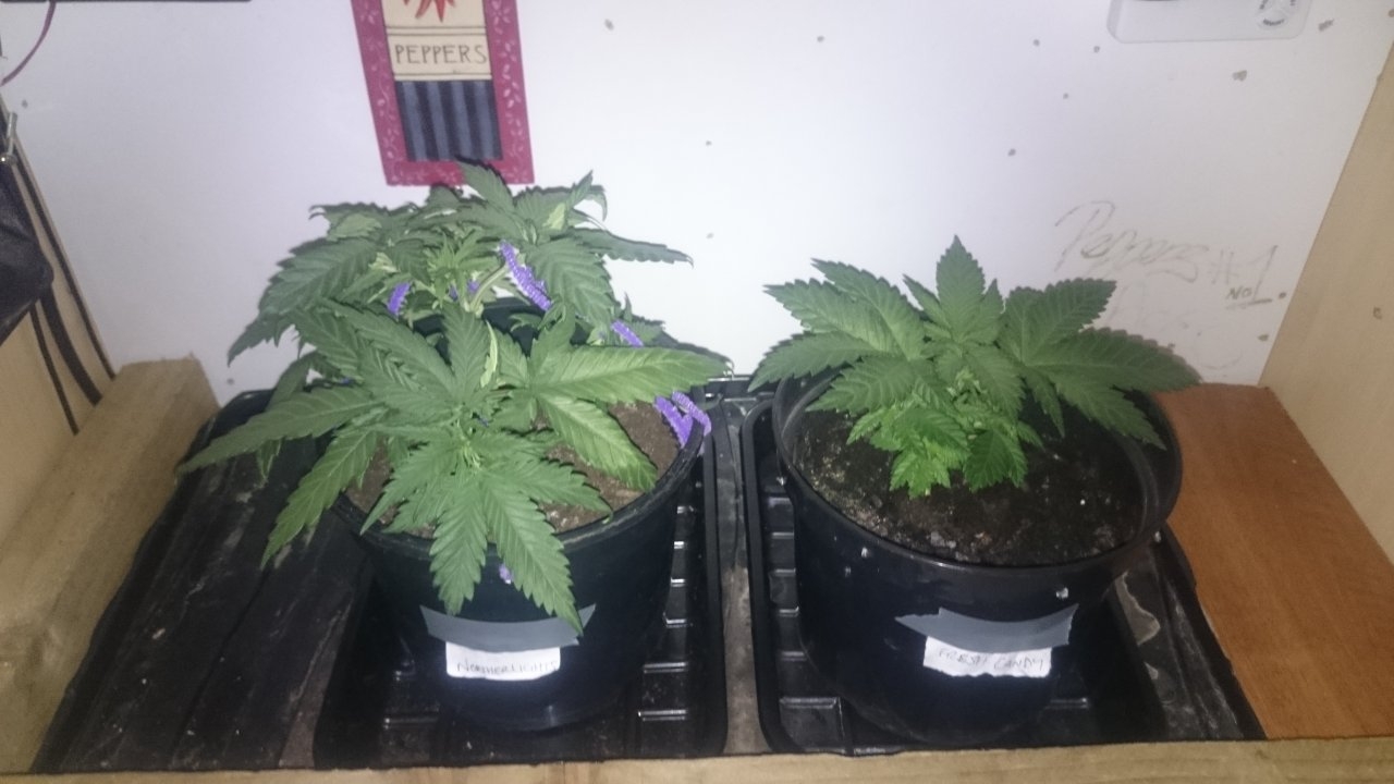 Northernlights left Fresh Candy right