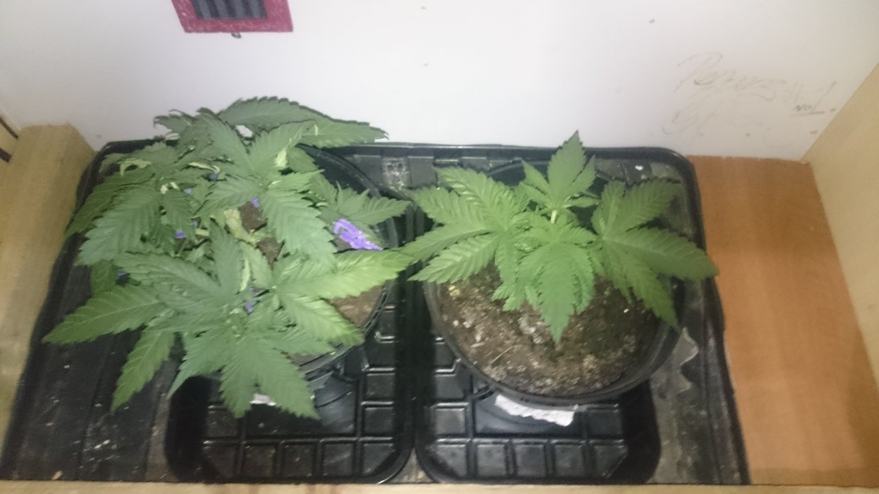 Northernlights left Fresh Candy right