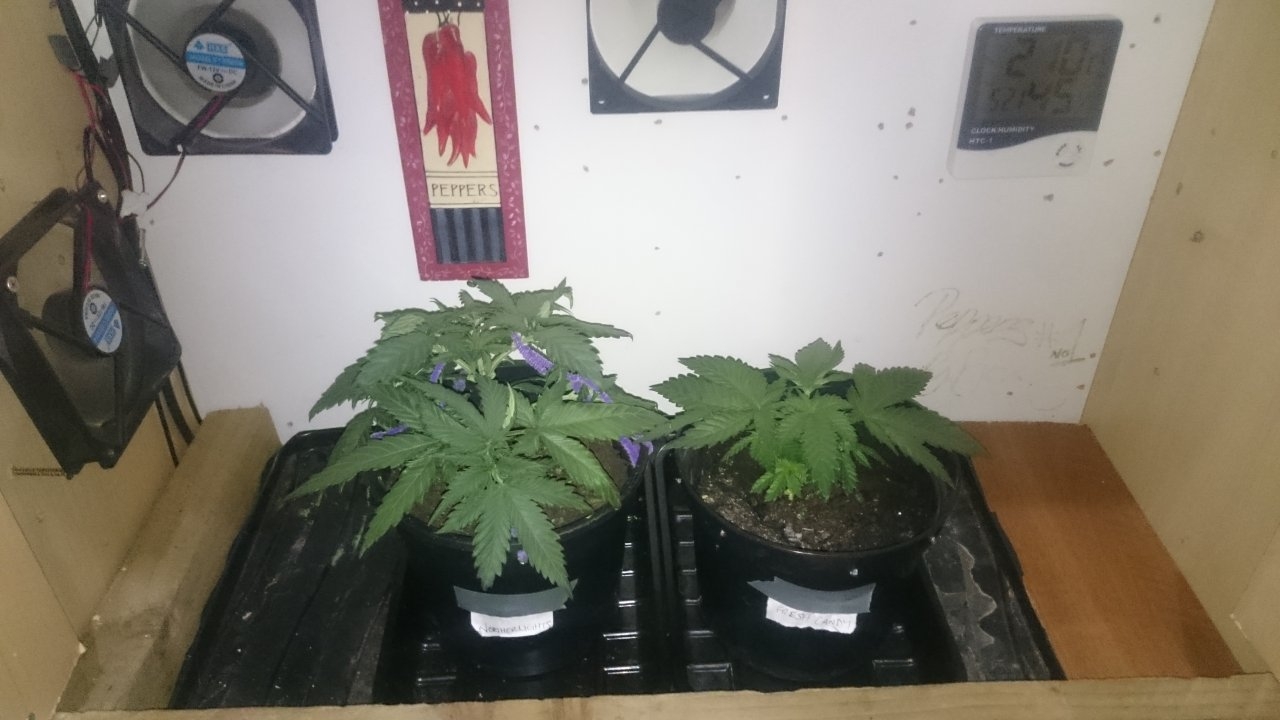 Northernlights left Fresh Candy right