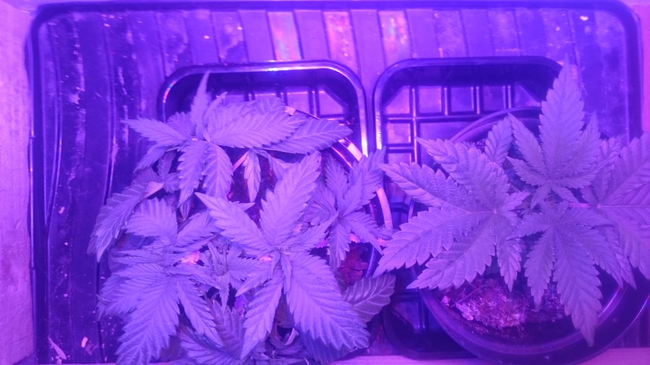 Northernlights left Fresh Candy right