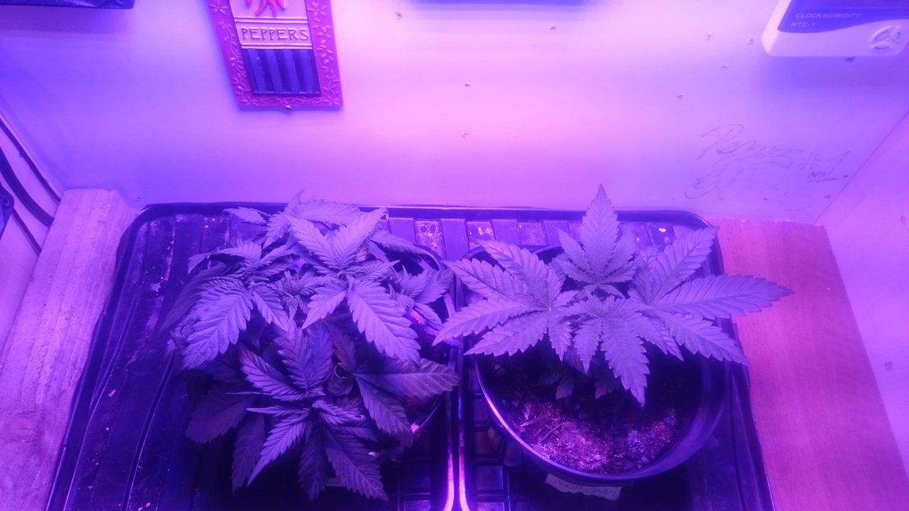 Northernlights left Fresh Candy right