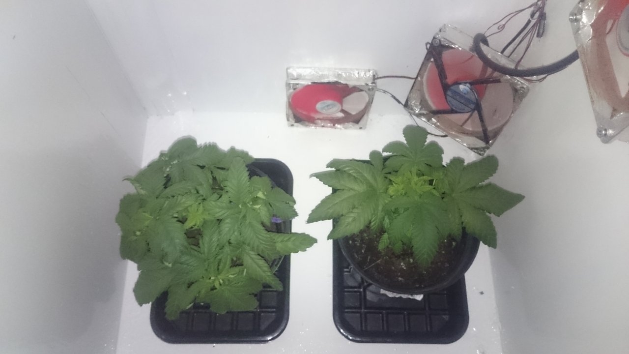 Northernlights left Fresh Candy right