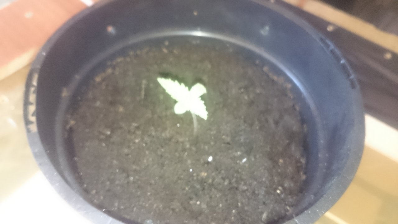 Northernlights seedling