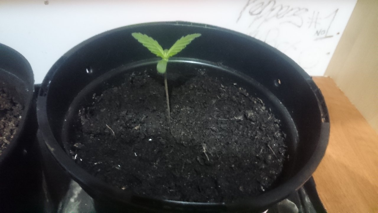 Northernlights seedling