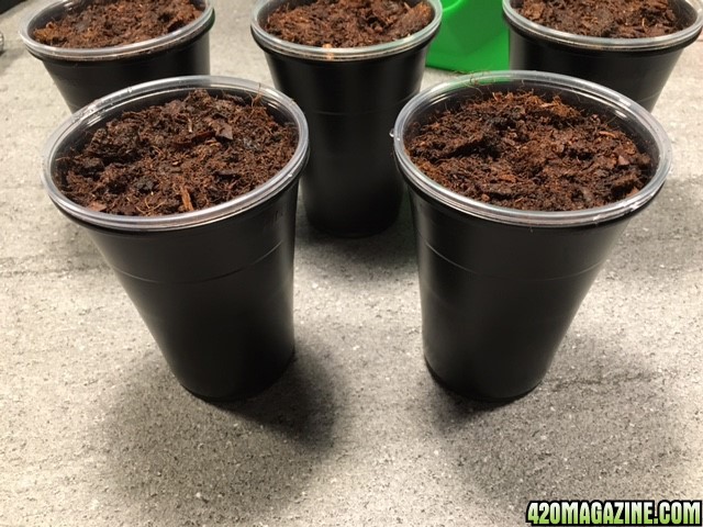 NorthernLightsGrow Day 1