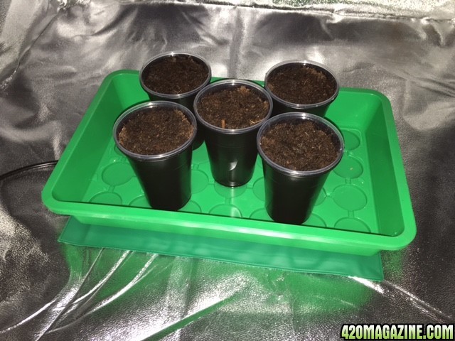 NorthernLightsGrow Day 1