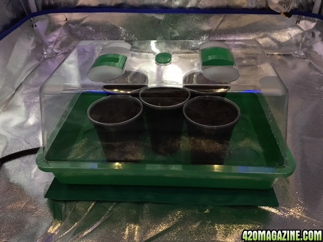 NorthernLightsGrow Day 1